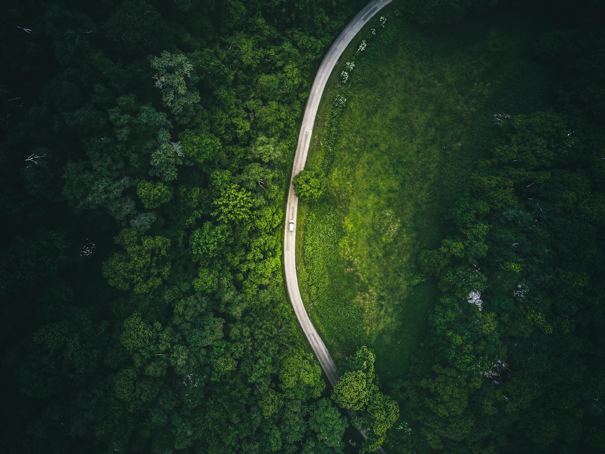 A pale road curving through dense green forest, seen from above